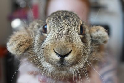 Close-up portrait of hare