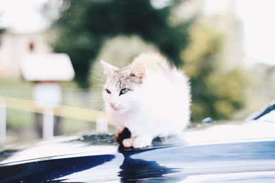 Cat sitting on a car