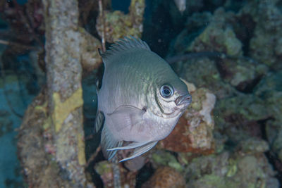 Fish swim in the red sea, colorful fish, eilat israel