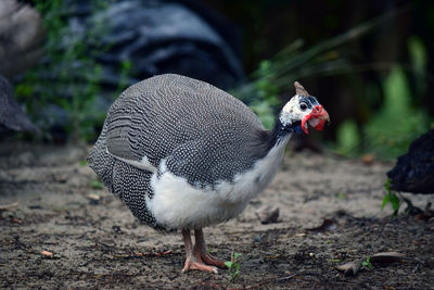 Close-up of birds on land