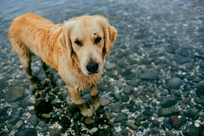 High angle view of golden retriever standing in shallow water