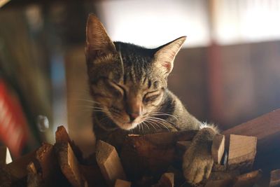 Close-up of a cat