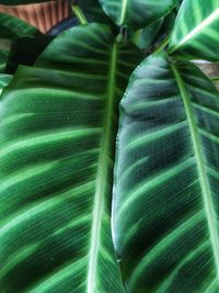 Full frame shot of green leaf