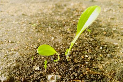 Close-up of young plant growing outdoors