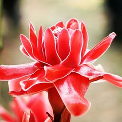 Close-up of red flowers