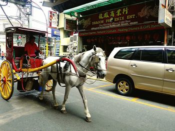 Horse cart on street in city