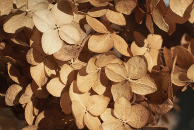 Autumn dry flowers background. textured hydrangea petals close-up. stylish floral poster. soft focus