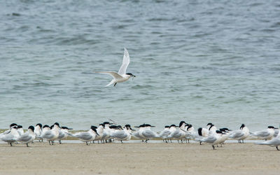 Flock of seagulls on beach