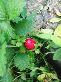 Close-up of red berries