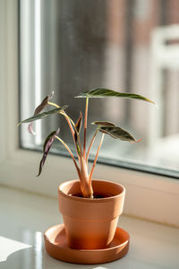 Close-up of potted plant