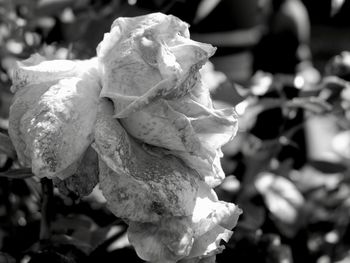 Close-up of rose plant