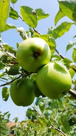 Close-up of apples on tree