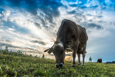 Cow grazing in a field