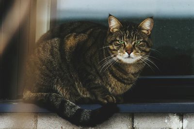 Close-up portrait of cat