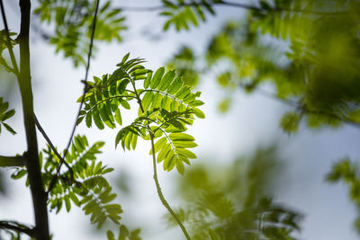 Beautiful rowan tree branches with leaves during spring season.