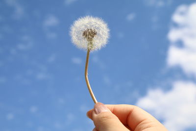 Close-up of hand holding dandelion against white background