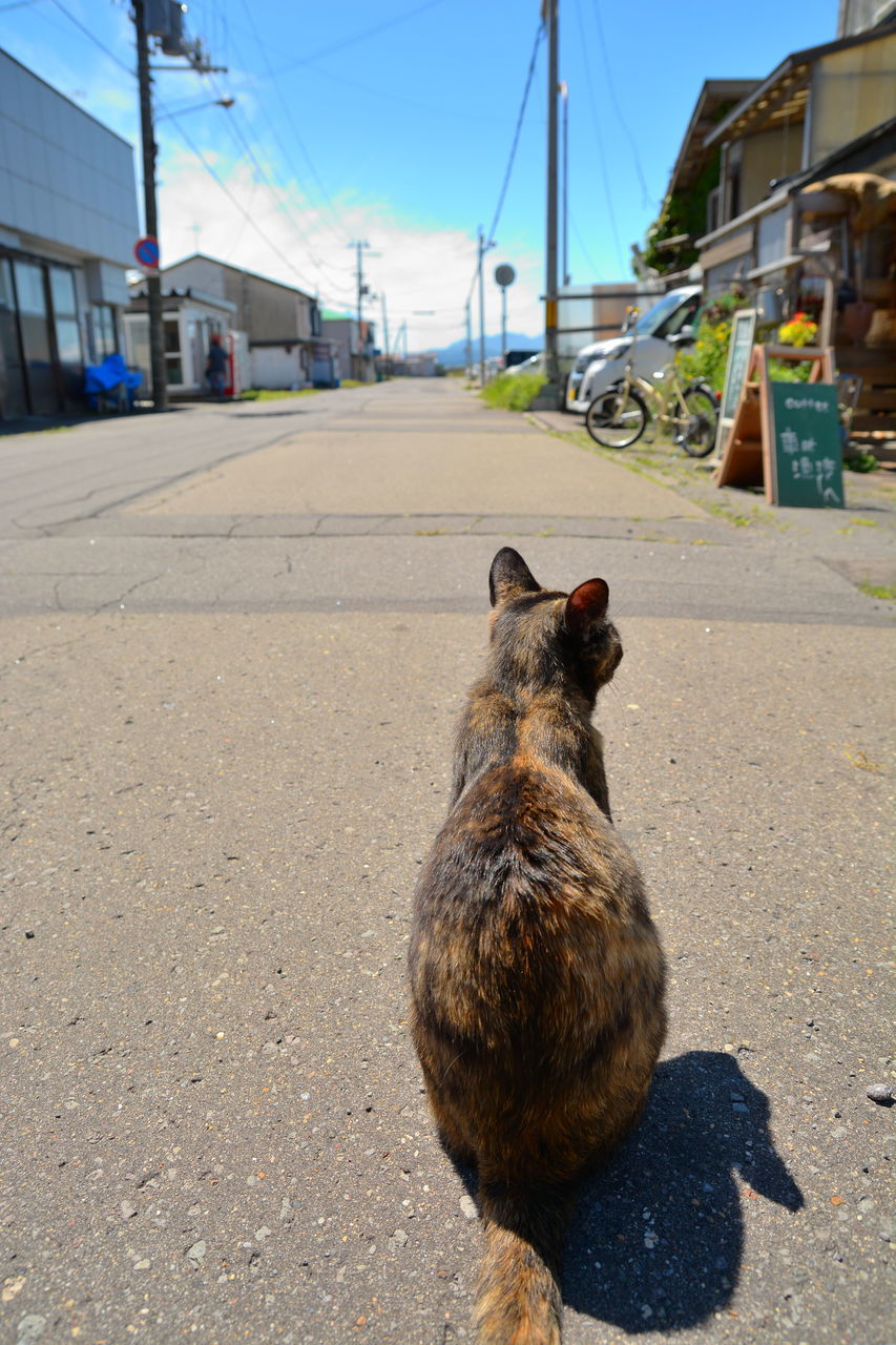 mammal, animal themes, city, one animal, street, animal, transportation, day, vertebrate, pets, building exterior, road, domestic, domestic animals, sunlight, feline, architecture, cat, no people, nature, domestic cat, outdoors