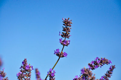 Low angle view of flowering plant against blue sky