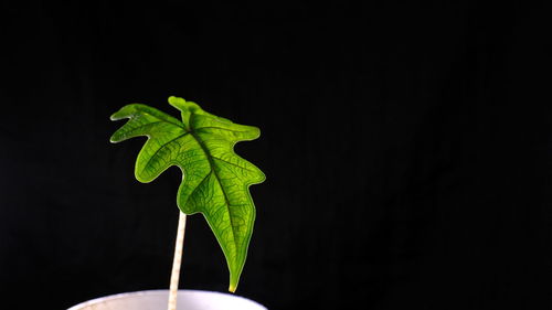 Close-up of green leaves against black background