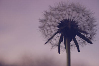 Close-up of thistle against sky