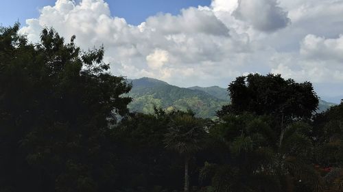 Trees on mountain against sky