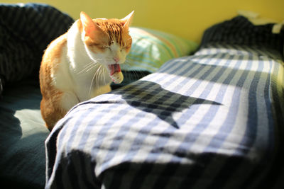 Cat relaxing on bed at home and clean its face