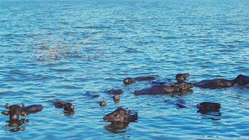 Ducks swimming in lake