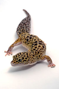 Close-up of snake against white background