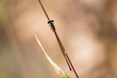 Close-up of dragonfly on plant