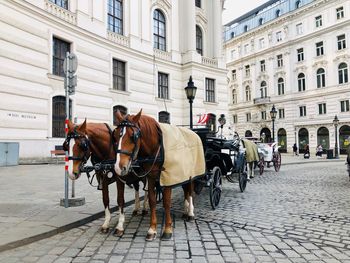 Horse and carriage on the streets of vienna