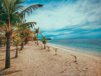 Palm trees on beach against sky