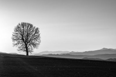 Bare tree on landscape against clear sky