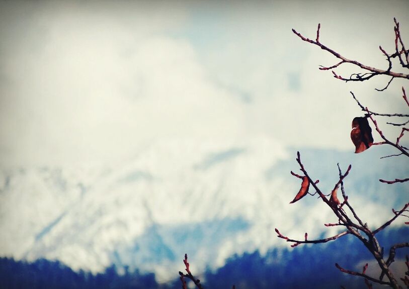 low angle view, sky, branch, tree, red, nature, bare tree, cloud - sky, beauty in nature, growth, day, outdoors, tranquility, weather, no people, cloud, auto post production filter, cloudy, overcast, high section