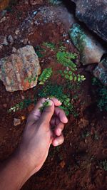 Touching a green plant. in contact with nature. 