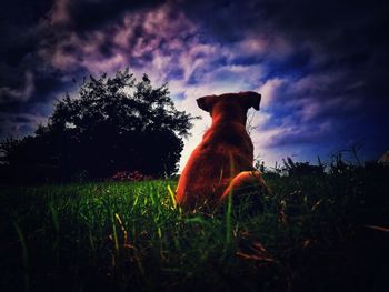 Low angle view of dog sitting on field against sky
