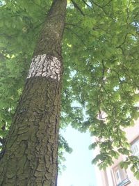Low angle view of trees