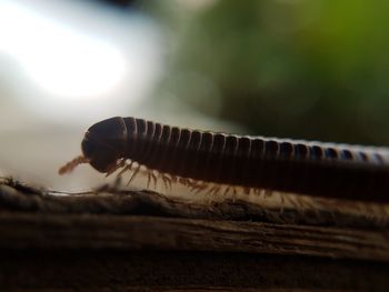 Close-up low angle view of blurred background