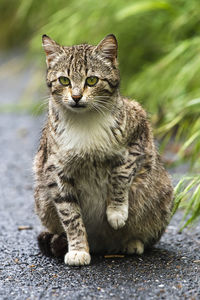 Close-up of crippled cat