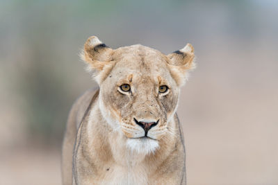 Close-up portrait of a cat