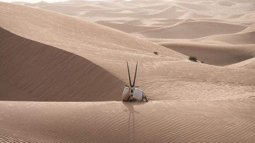 Arabian oryx relaxing on sand dune at desert