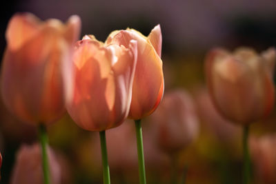 Close-up of tulip on field