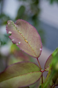 Close-up of insect on plant