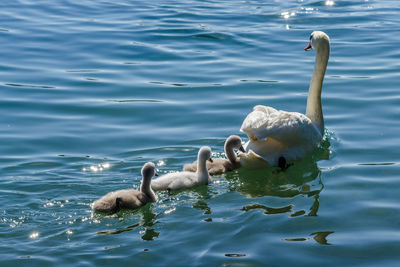 Swans swimming in lake