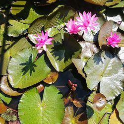 Close-up of flowers floating on water