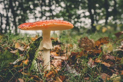 Close-up of fly agaric mushroom growing on grass