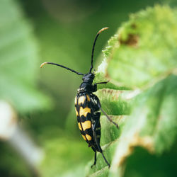 Close-up of butterfly on plant