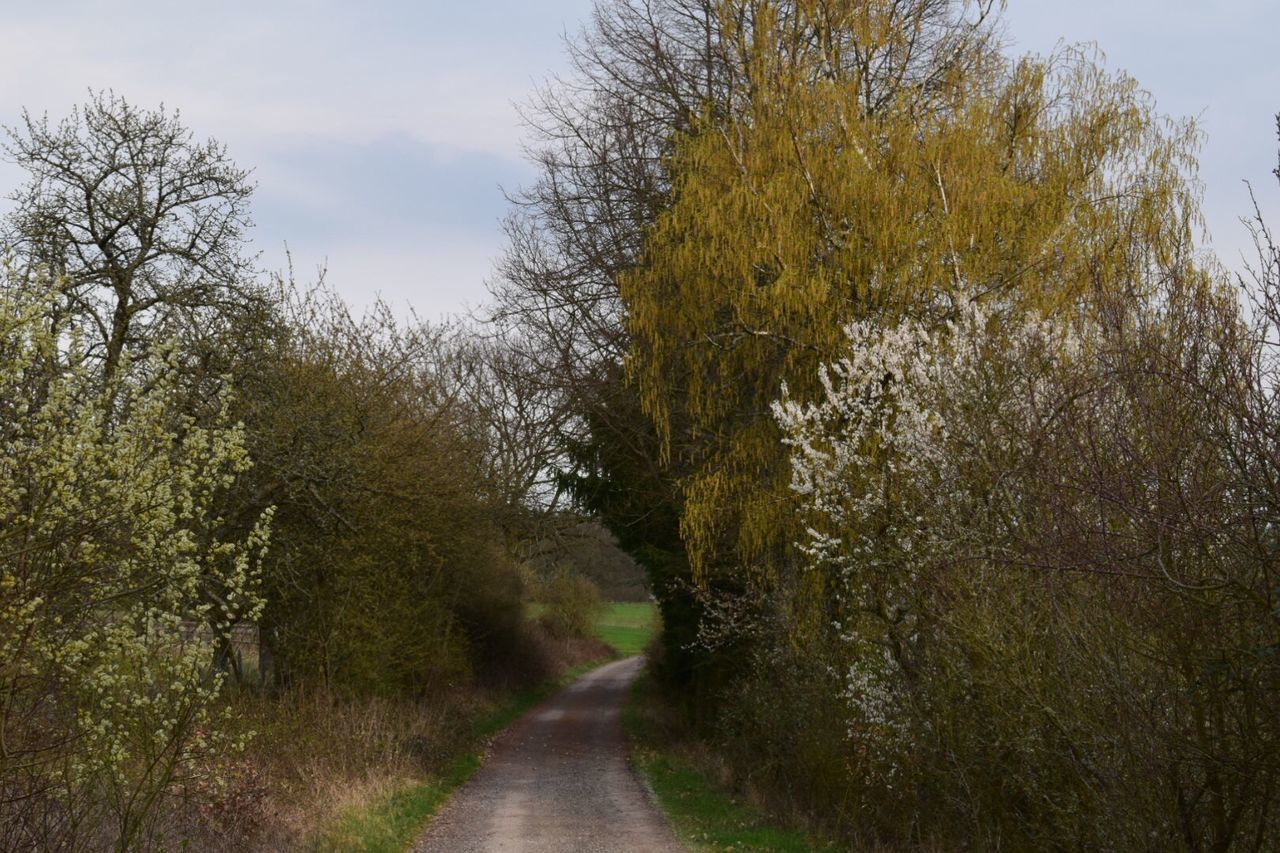 FOOTPATH AMIDST TREES AGAINST SKY