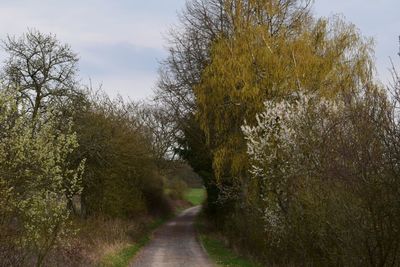 Road amidst trees against sky