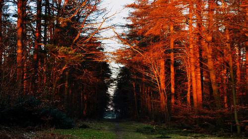 Trees in forest during autumn
