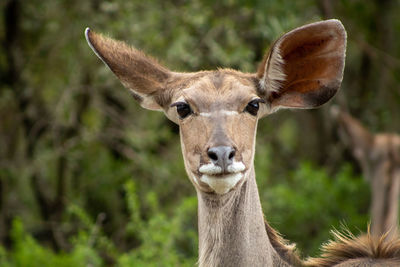 Portrait of kudu in bushes